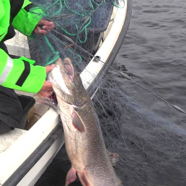 I somras fångades en rekordstor kanadaröding i Ånnsjön. Nu är den åldersbestämd. Fisken på bilden är inte den fisken.