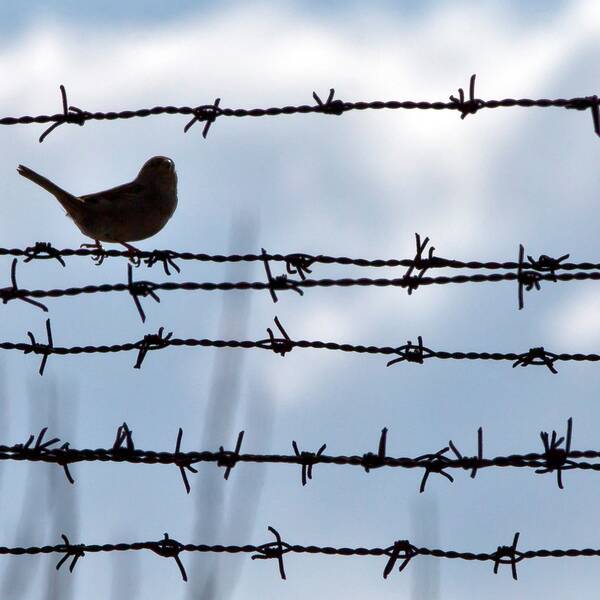 En fågel sitter på ett stängsel till ett fängelse.
