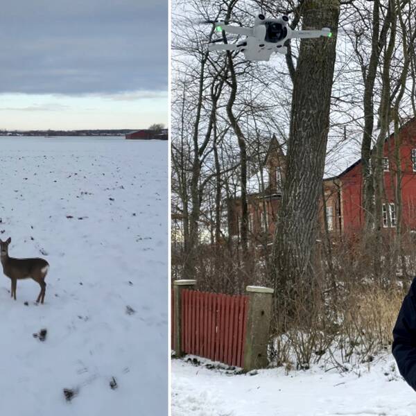 Bild på ett råddjur som står i snön på en åker och en man som håller i en fjällkontroll som styr en drönare. En drönare i form av en fågelskrämma ska skydda skörden.