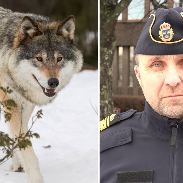 varg, polis
