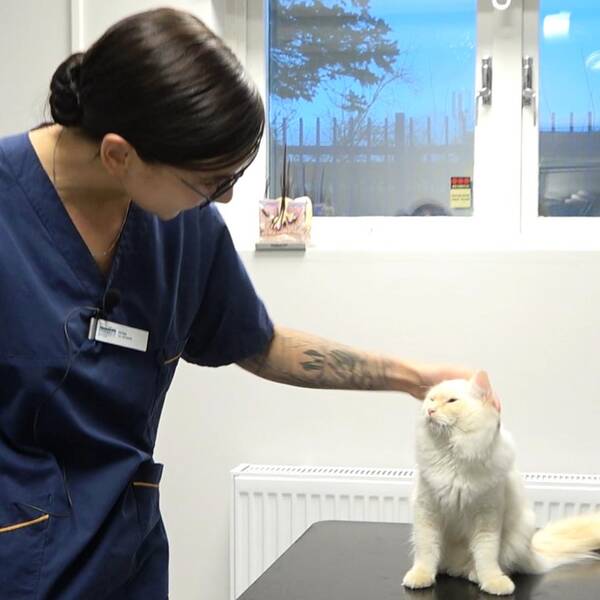 Veterinären Petra Egyed klappar katten Tiger som sitter på en brist efter att ha fått ett ID-chip i nacken på djursjukhuset i Malmö.