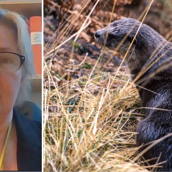 Delad bild med kvinna som intervjuats och en utter
