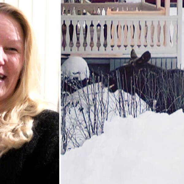 Älgjägaren Åse Sundström och älgtjuren ”Hälge” som strosar omkring bland villakvarteren i Arjeplog.