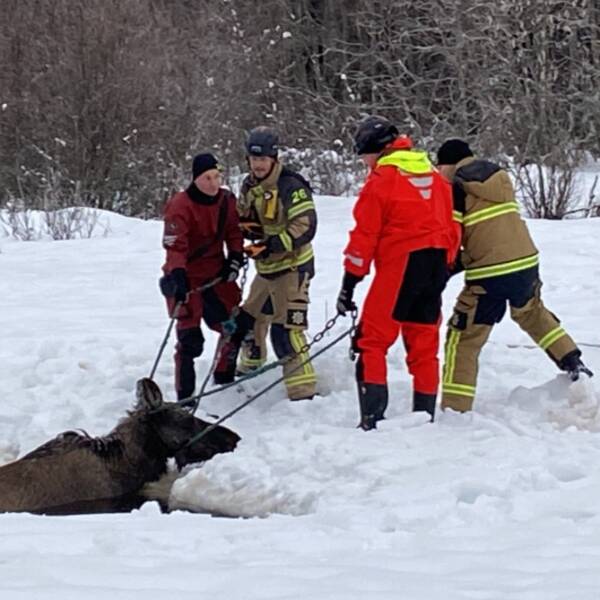 Personal från räddningstjänsten hjälps åt att dra upp älgen som gått igenom isen utanför Älandsbro.