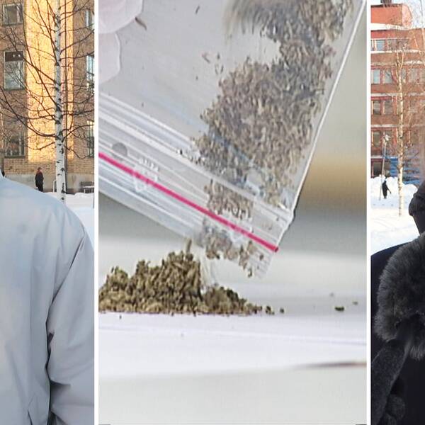 Tre bilder. Till vänster står den mörkhåriga tonårspojken Felix utomhus och svarar på frågor om narkotikabruk bland unga i Luleå. I mitten syns en genrebild på cannabis som hälls ut på ett bord ur en plastpåse. Till höger står Lisa och