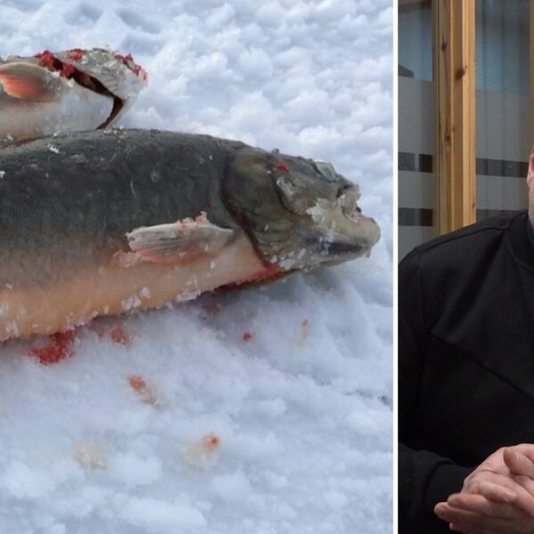 Montage av två bilder. Till vänster syns två fiskar ligga på snötäckt is och till höger syns länsfiskekonsulenten Dan Blomkvist.