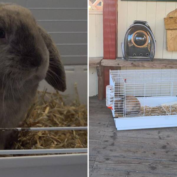 En grå kanin som heter Nasse sitter i en bur. Nasse blev hittad vid en sjö i Kyrkhult och räddad av Emma Börjesson.