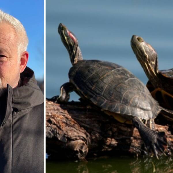Bild på Nils Carlsson från länsstyrelsen och bild på två sköldpaddor.
