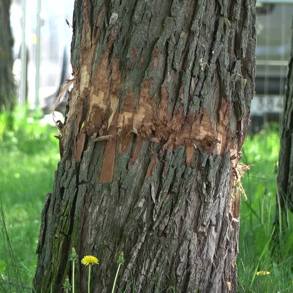 Stammen av ett pilträd där tydliga skador efter någon form av tillhygge kan synas.