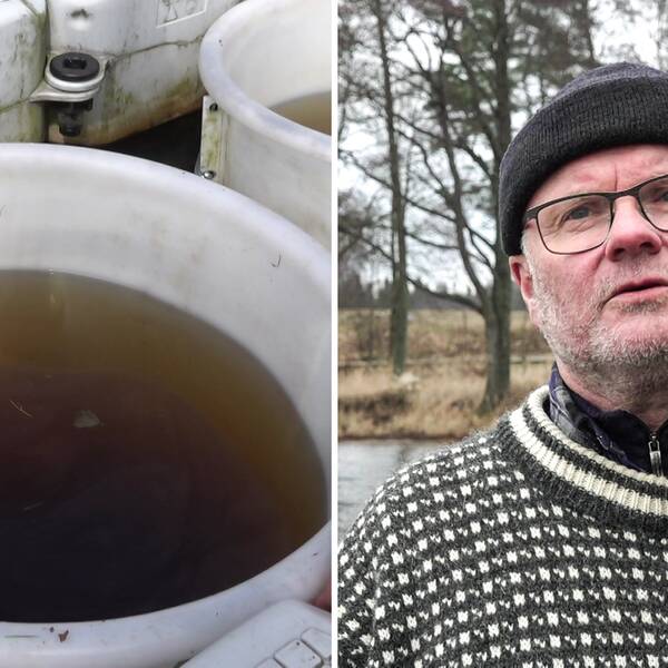 Till vänster en hink med brunt vatten, till höger en porträttbild på fiskaren Nisse Ekwall.