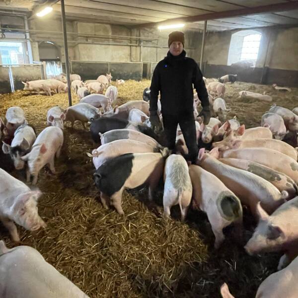 Jonas Nilsson i Ekeby står med alla sina grisar runt sig i ett stall. Han är ekologisk lantbrukare och bekymrad över det uteblivna stödet från EU.