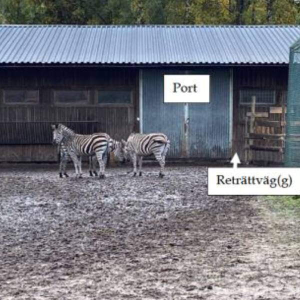 Visar tre zebror som står vid ett stall. Bredvid är ett brunt staket. Två skyltar markerar ”port” och ”reträttväg”