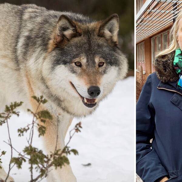 en varg och en kvinna i blå jacka framför en rosa byggnad.