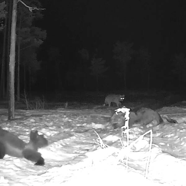 Svartvit bild på järv och varg som cirkulerar kring en trafikdödad älg utanför Ånge.