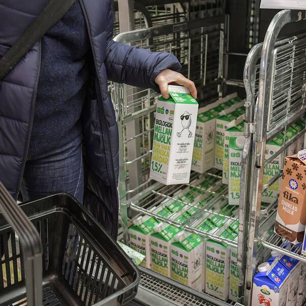 Mjölkproducenterna upplever en ”historiskt förbättrad lönsamhet” trots ökade kostnader.