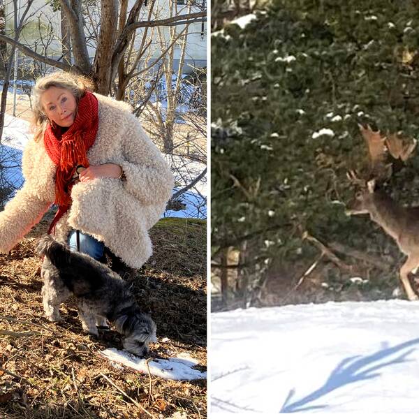 Splitbild: Till vänster: Johanna Cargioli visar var dovhjortarna brukar sova under ett träd. Till höger: En dovhjort som går i snön.