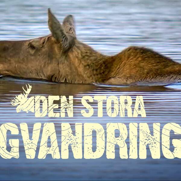 Den stora älgvandringen.