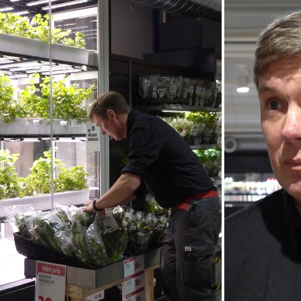 Handlaren Erik Geijer plockar i salladen i Icabutiken i Kvissleby, gula och röda paprikor syns.