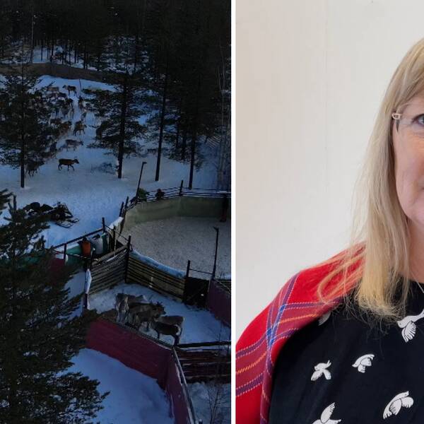Kerstin Andersson värnar det skogssamiska och föreläser just nu om sin bok. – Det var en tuff assimileringspolitik som bedrevs i Sverige, säger hon.