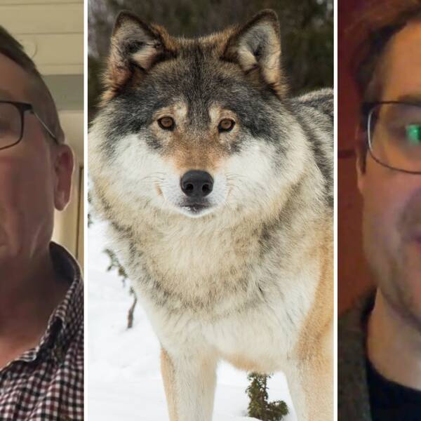Bilden är delad i tre mindre bilder. Den vänstra bilden är en porträttbild tagen från en teamsintervju med Håkan Ekstrand, gruppledare för Centerpartiet Gnesta. Den högra är en porträttbild tagen från en teamsintervju med Gustav Edman, gruppledare för Miljöpartiet Gnesta. Bilden i mitten är en bild på en varg.