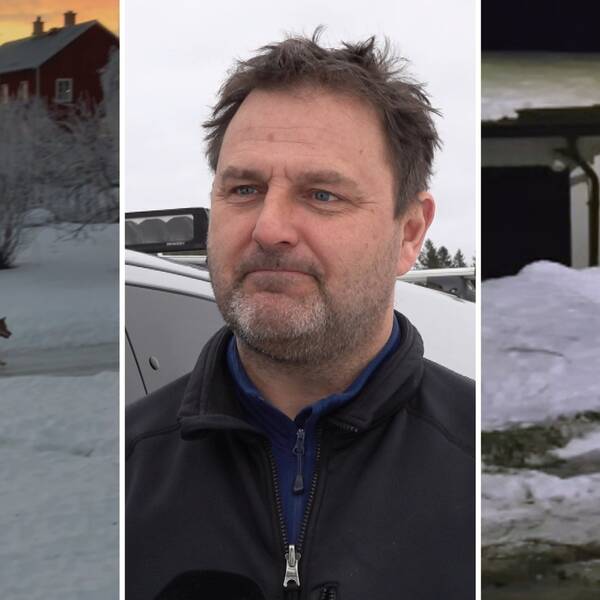 bild där man ser två vargar och en bild på Peter Nilsson.