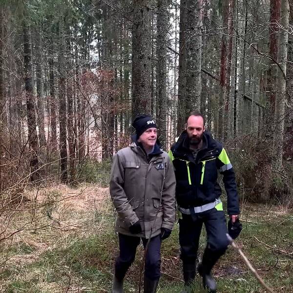 Två män, varav en är skogskonsulent Miquel Anglés från Skogsstyrelsen, går i en skog.