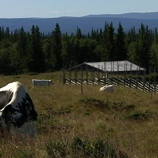 Vy över äng där kor går och betar. I bakgrunden en gärdesgård och fjäll i fjärran.