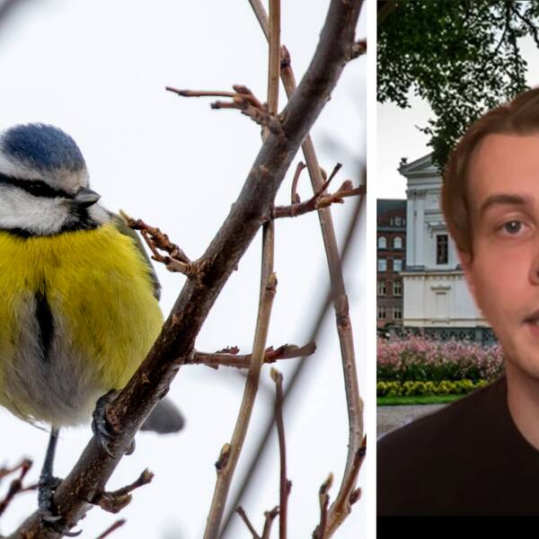 En blåmes i ett träd och doktoranden Johan Kjellberg Jensen 