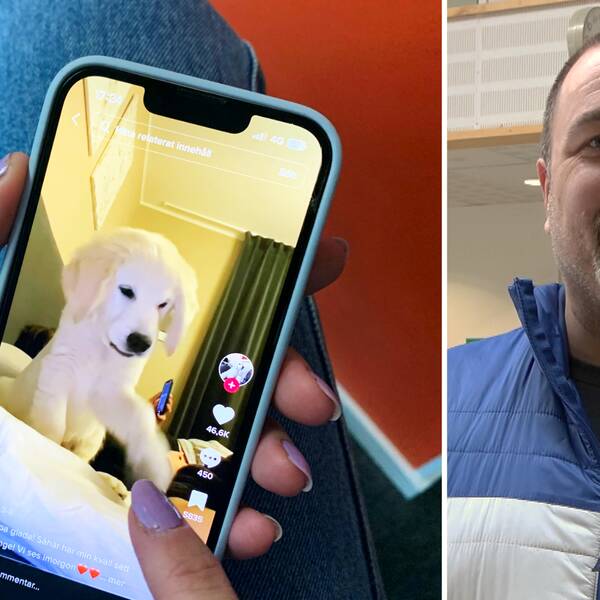 Person bläddrar i tiktok, till höger bild på Mårten Frosth på region Västernorrland