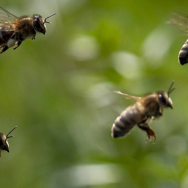 Forskarna hoppas att små robotflugor ska kunna hjälpa till med att pollinera växter och träd i framtiden. Arkivbild på fyra verkliga bin som flyger.