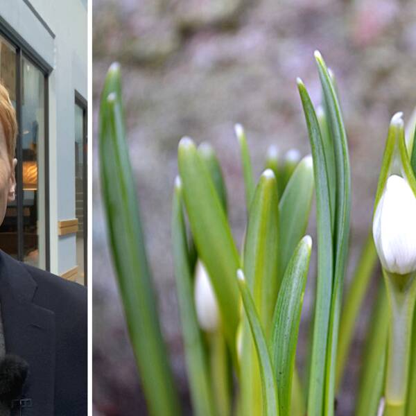 Hör SVT:s meteorolog Marcus Sjöstedt berätta om när våren vanligtvis brukar komma till Värmland.