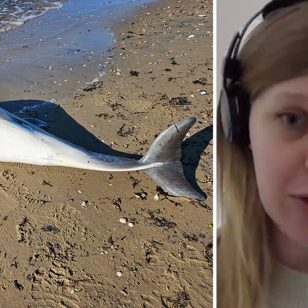 En död strandad delfin på en sandstrand utanför skummeslövsstrand i Laholm. Till höger: Elina Thorsson på Statens veterinärmedicinska anstalt.