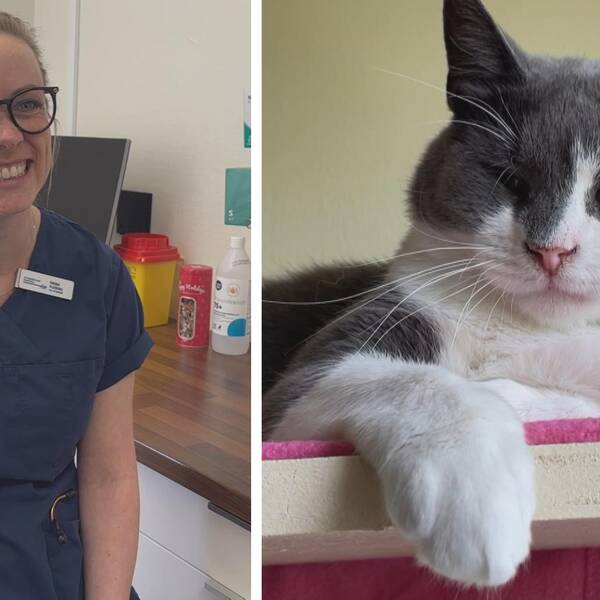 Till vänster ser man veterinären med ett leende på läpparna och till hger ser man en grå-vit liggande katt med tassen utåt.