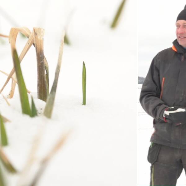Tvådelad bild: Grödor under snö och Lars Johan Lander, styrelseledamot i LRF Värmland som står på ett snöigt jordbruksfält.