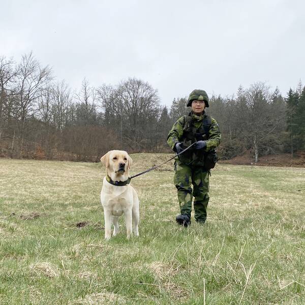 En ljus labrador och en kvinna i militäruniform på en grön gräsmatta framför ett skogsbryn på Rosenholms övningsfält i Karlskrona. Labradoren heter Lexie och kvinnan heter Sofia Wihlstrand och är hundförare i hemvärnet.