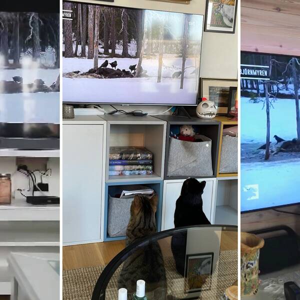 Katter som kollar på tv. Kisra flyger mot teven. Harry och Snipe sitter fint och tittar. Fjåsen försöker fånga räven.
