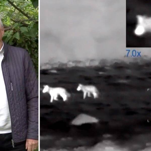 Olof Hellström tittar in i kameran, till höger i bild foto från Magnus Hellströms värmekikare hösten 2021 när han filmade vargar på Linderödsåsen
