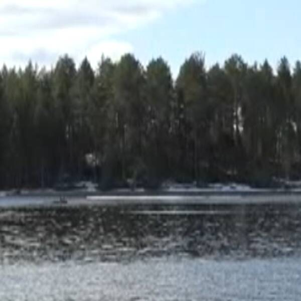 Bilden är tagen ur Den Stora älgvandringen. På bilden syns vatten och skog och en liten, liten älg mitt i vattnet.