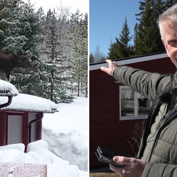 Till vänster står en älg på taket. Till höger ser man Ronny som ser glad ut och pekar mot hustaket.