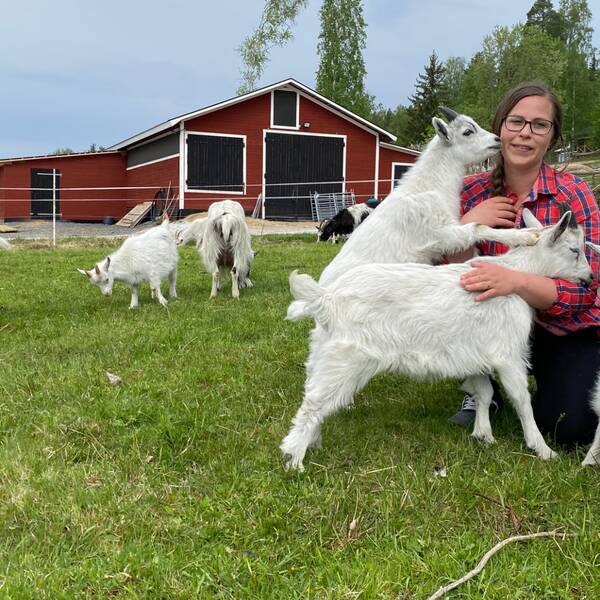 Kvinna omgiven av getter framför en röd lada.