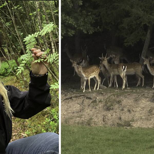 Tvådelad bild där klommunekologen Maria Thyr, i Ängelholms kommun, inspekterar en Rönn som är en av dovhjortarnas favoritföda. Samt tiotalet dovhjortar i skogen på andra bilden.