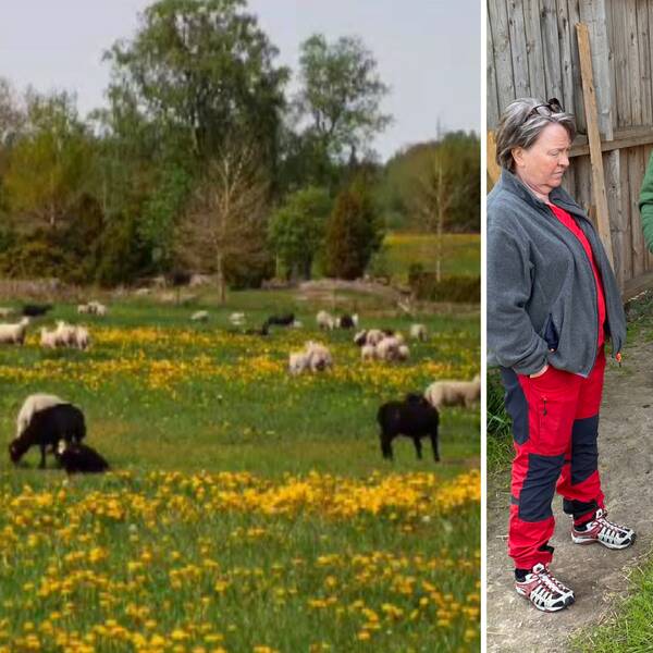 Gården i Brismene är med sina 300 tackor en större fårgård med svenska mått mätt.