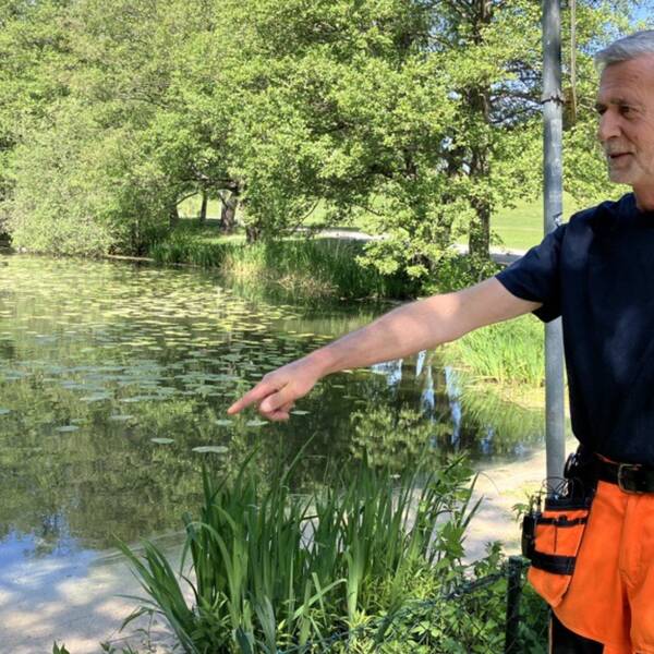 Parkarbetaren Mikael Nilsson står framför Lötsjön och pekar ut var han hittade döda måsar, smittade av fågelinfluensan.