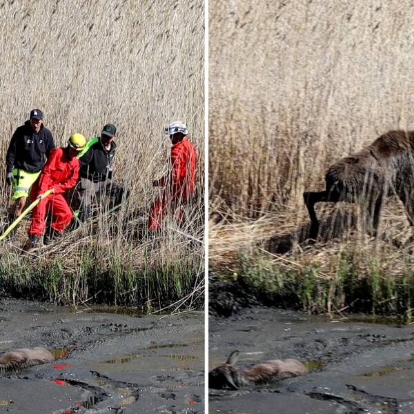 Människor drar upp älg ur lera.