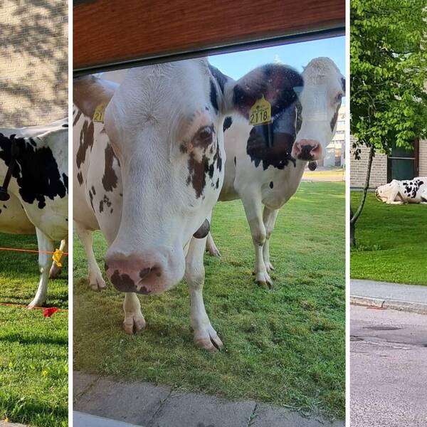 Tredelad bild, samtliga på kossor utanför Karlstad universitet.