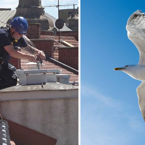 Delad bild. till vänster en saningerstekniker på ett tak i Malmö. Till höger, en flygande fiskmås.