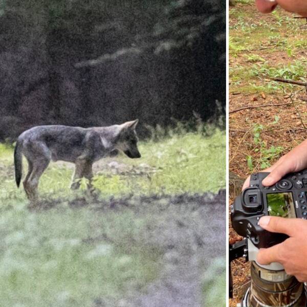 Vargvalp på Söderåsen