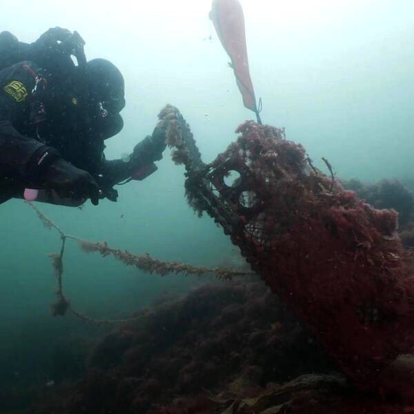 En dykare under vattnet som tar upp en gammal hummertina.