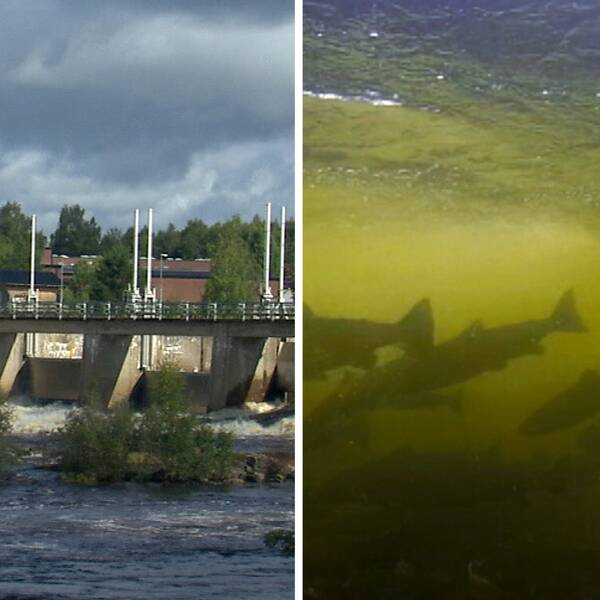 vattenkraftverk i Klarälven och fiskar i vatten