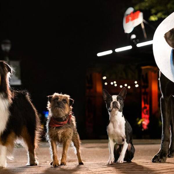 Will Ferrell, Jamie Foxx och Isla Fisher gör några av rösterna till hundgänget i den skruvade komedin ”Doggy style”.